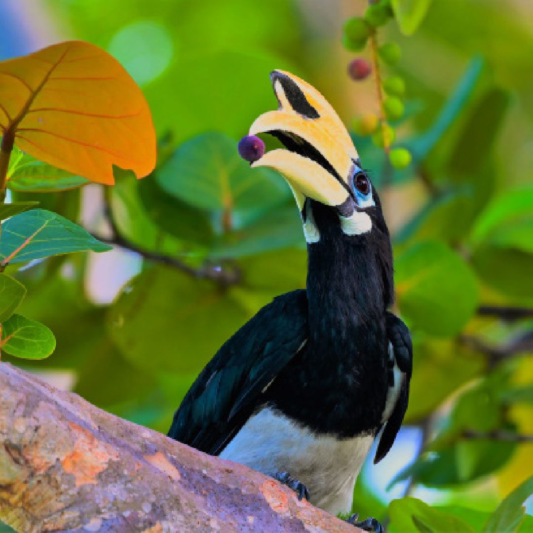 photo de tucan dans les abres